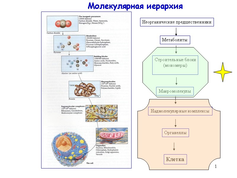 1 Молекулярная иерархия Неорганические предшественники Метаболиты Строительные блоки (мономеры) Макромолекулы Надмолекулярные комплексы Органеллы Клетка